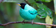 Flowing Funds to Reforestation: Earth Month | For the Birds