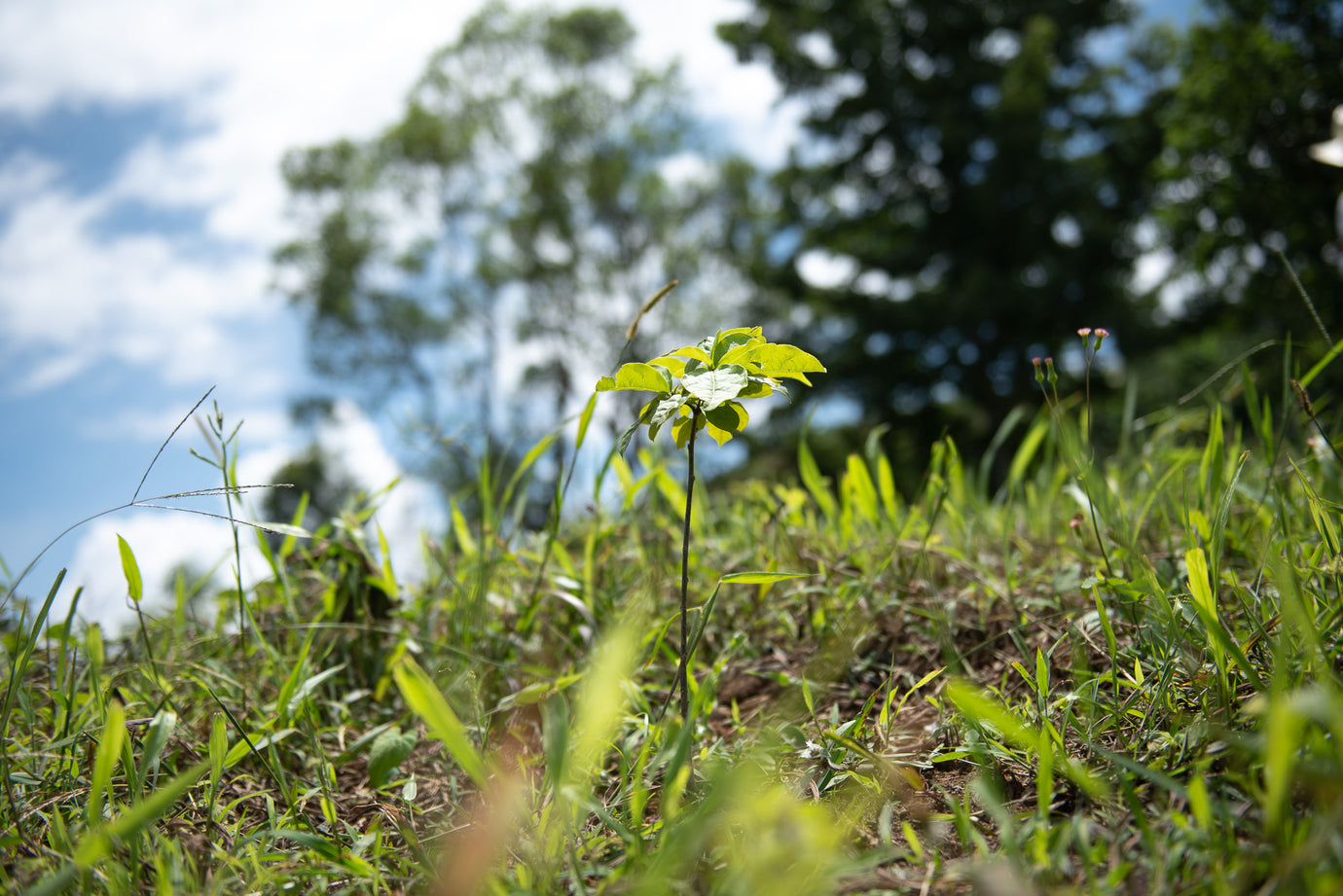 Reforestation and Mitigating our Carbon Footprint