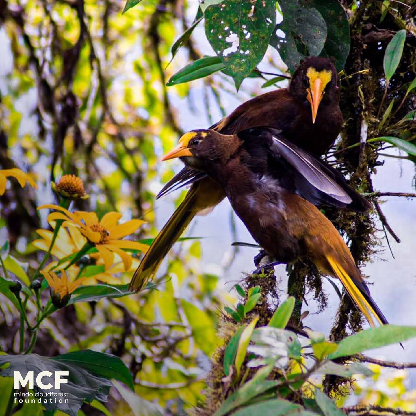 Russet-backed Oropendolas, Tandayapa Valley