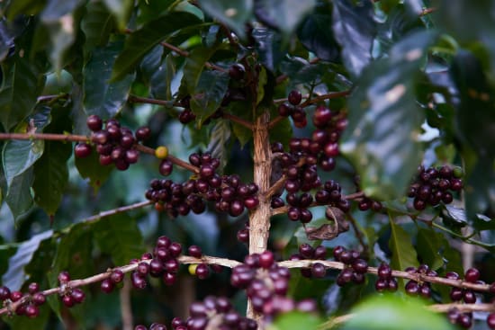 Guatemala | Women Producers | CODECH Co-op | Dark Roast