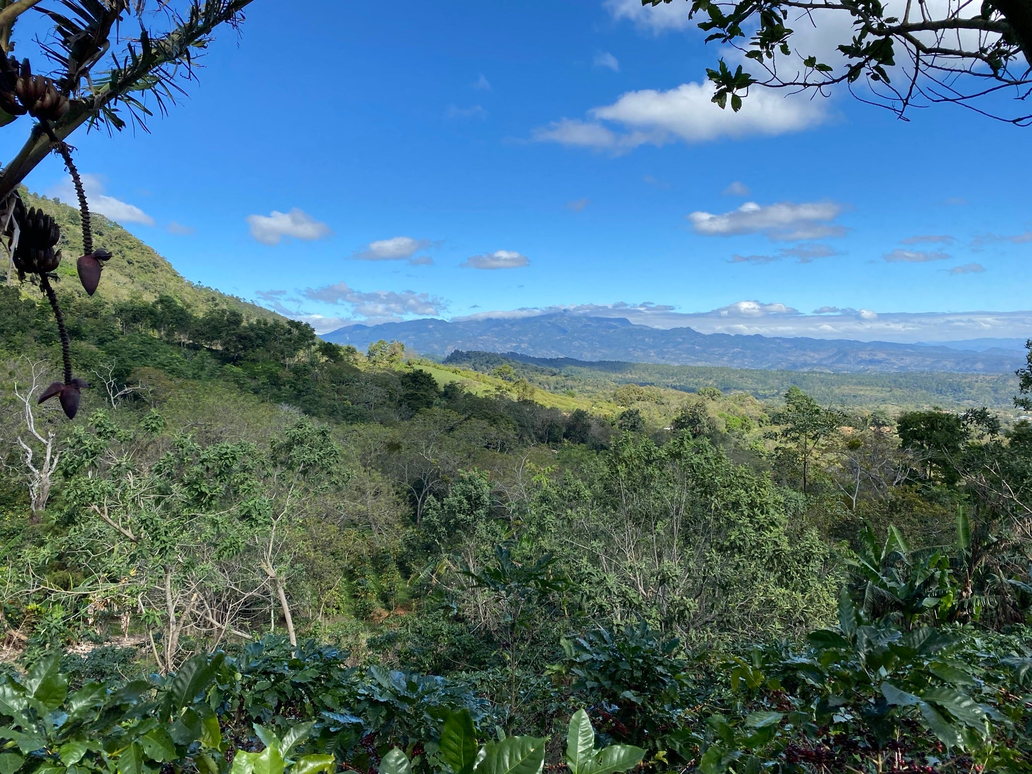 Honduras | El Cedral | Dark Roast