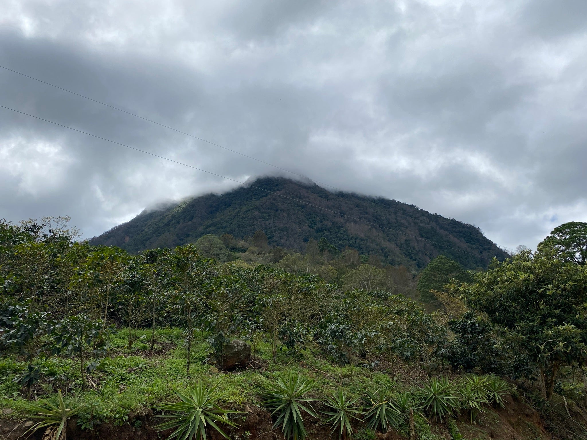 Honduras | El Cedral | Dark Roast