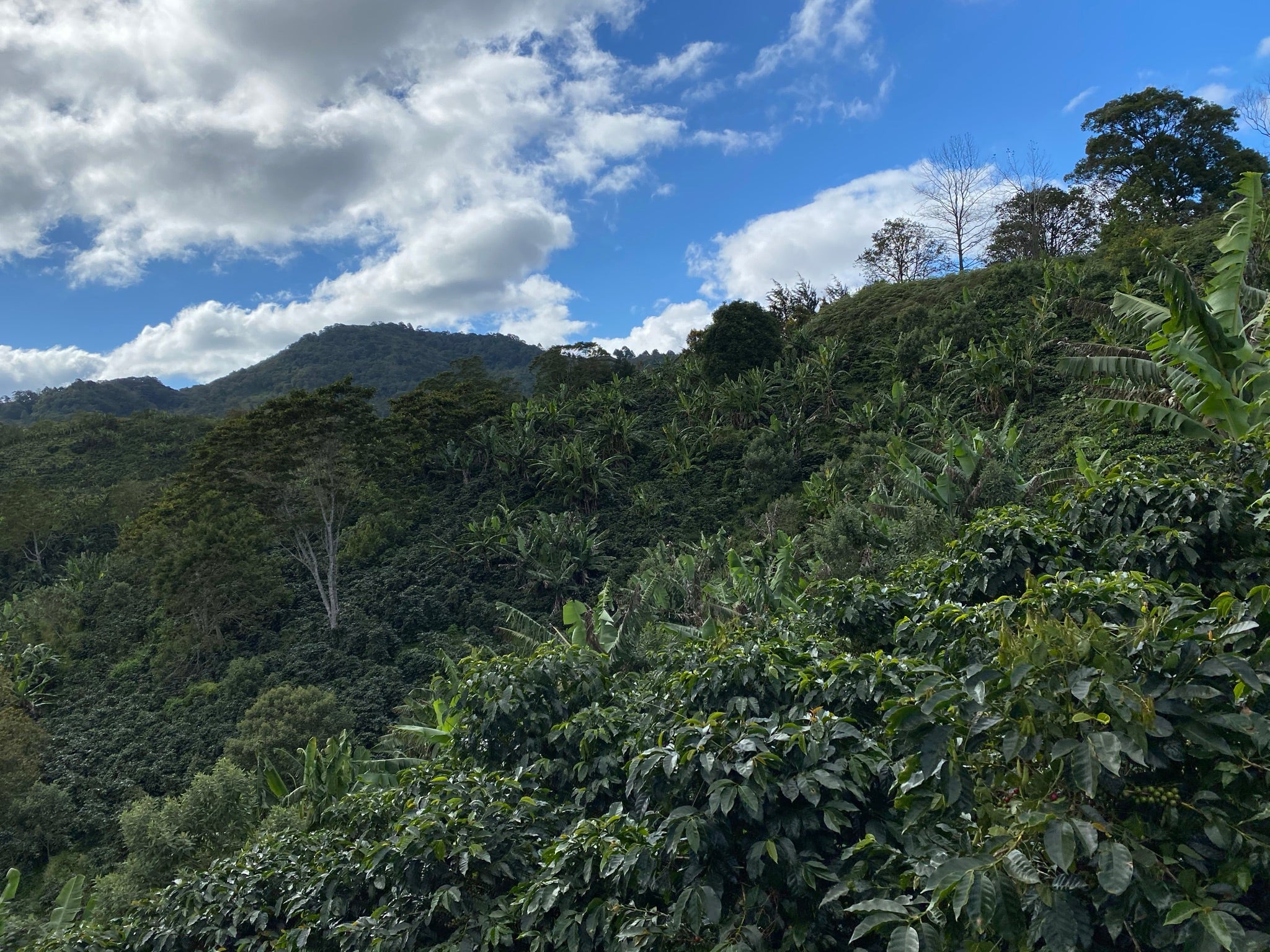 Honduras | El Cedral | Dark Roast