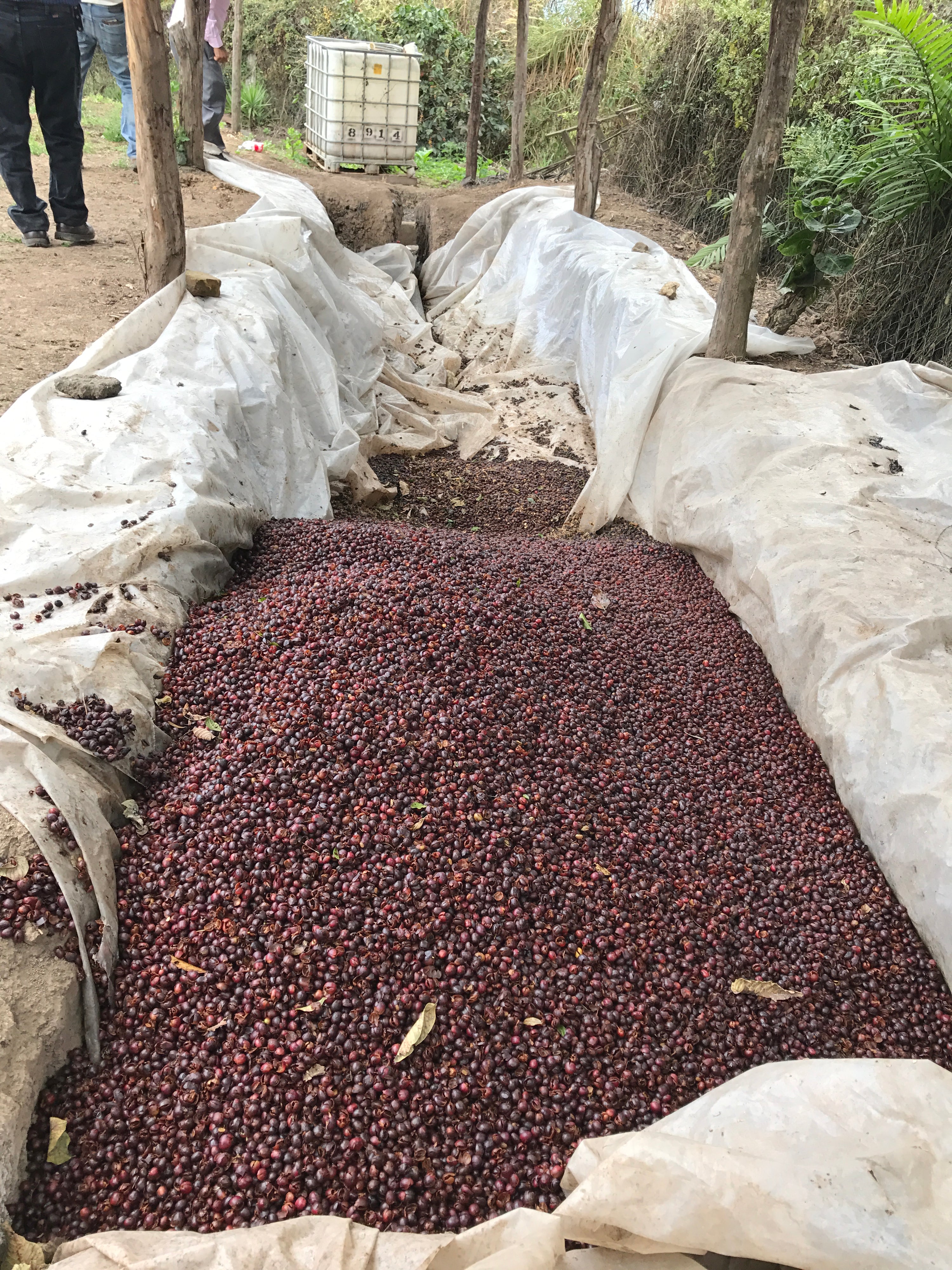 Honduras | Orlando Arita | Anaerobic Fermentation | Micro-lot